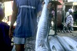 sphyraena afra sphyraena afra