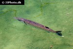 sphyraena barracuda