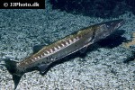 sphyraena barracuda