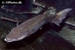 sphyraena barracuda sphyraena barracuda
