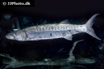 sphyraena barracuda sphyraena barracuda