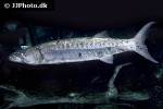 sphyraena barracuda