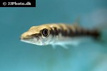 sphyraena barracuda sphyraena barracuda