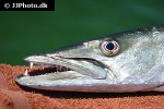 sphyraena barracuda sphyraena barracuda