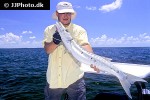 sphyraena barracuda sphyraena barracuda