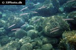 sphyraena chrysotaenia sphyraena chrysotaenia