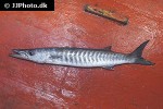 sphyraena qenie sphyraena qenie