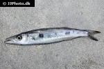 sphyraena qenie sphyraena qenie