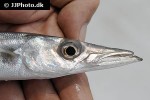 sphyraena qenie sphyraena qenie