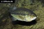 micropterus salmoides micropterus salmoides