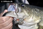 micropterus salmoides micropterus salmoides