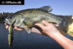 micropterus salmoides micropterus salmoides