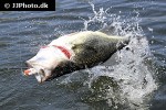 micropterus salmoides micropterus salmoides