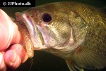 micropterus salmoides micropterus salmoides