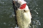 micropterus salmoides micropterus salmoides