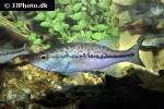 micropterus salmoides micropterus salmoides