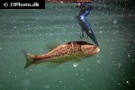 micropterus salmoides micropterus salmoides