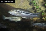 micropterus salmoides micropterus salmoides