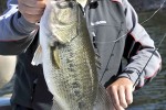 micropterus salmoides micropterus salmoides