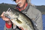micropterus salmoides micropterus salmoides