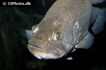 micropterus salmoides micropterus salmoides