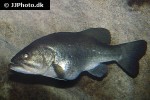 micropterus salmoides micropterus salmoides