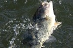 micropterus salmoides micropterus salmoides