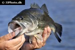 micropterus salmoides micropterus salmoides