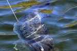 micropterus salmoides micropterus salmoides