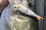 micropterus salmoides micropterus salmoides
