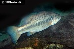 micropterus treculii micropterus treculii