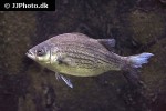 morone chrysops morone chrysops