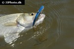 morone chrysops morone chrysops