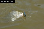 morone chrysops morone chrysops