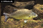morone chrysops morone chrysops