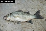 morone chrysops morone chrysops