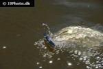 morone chrysops morone chrysops