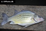 morone mississippiensis morone mississippiensis