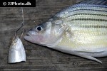 morone mississippiensis morone mississippiensis