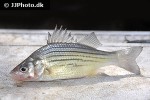 morone mississippiensis morone mississippiensis