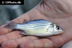 morone mississippiensis morone mississippiensis