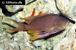 anthias anthias anthias anthias