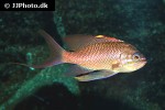 anthias anthias anthias anthias