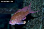 anthias anthias anthias anthias