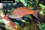 anthias anthias anthias anthias