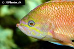 anthias anthias anthias anthias
