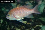 anthias anthias anthias anthias
