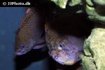 anthias anthias anthias anthias
