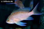 anthias anthias anthias anthias
