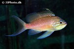 anthias anthias anthias anthias